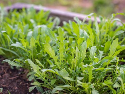 Sin comprar semillas: cómo cultivar tu propia planta de rúcula en casa a partir de la raíz