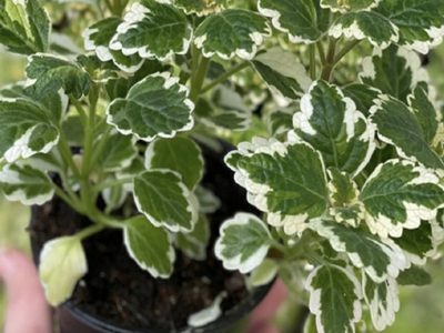 La planta mágica que cautiva por su aroma y limpia tu casa de las malas energías