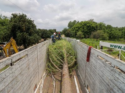 Ahuehuete que sustituirá a Palma en Paseo de la Reforma llegó a la CDMX