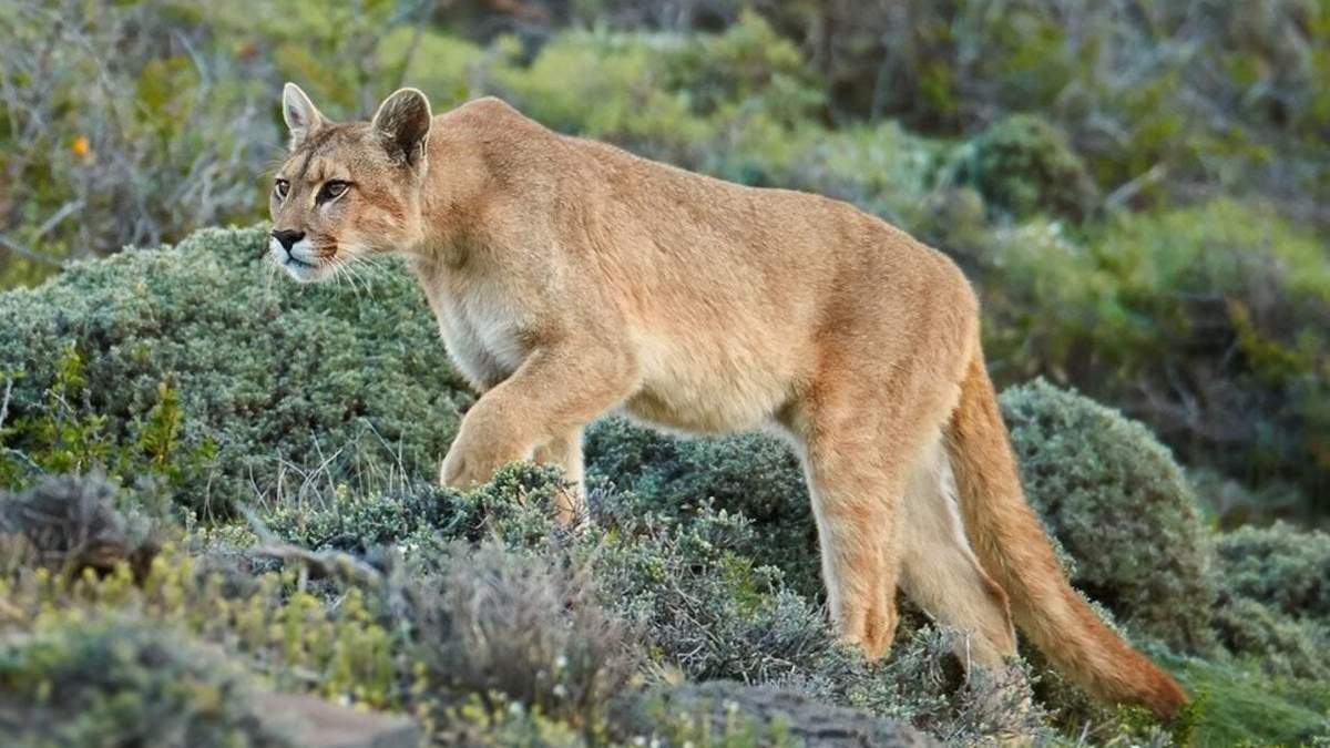 Puma suelto en Ferri. Fuente: (Twitter)