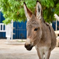 China sacrificó 6 millones de burros por el colágeno