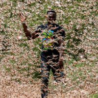 La plaga “de dimensiones bíblicas” que arrecia África