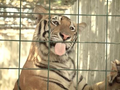 Envían a India 250 tigres y leones rescatados en México