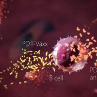 Ensayarán en humanos vacuna experimental contra cáncer