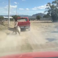 Rescatan a un burro que fue víctima de maltrato en Hidalgo (Video)