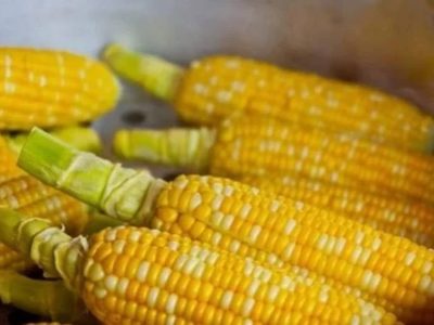 Europa autoriza tres variedades de maíz transgénico como alimento humano, pero no como cultivo