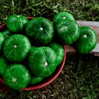 El secreto de los jardineros para cosechar tu planta de zapallito verde en solo 40 o 50 días
