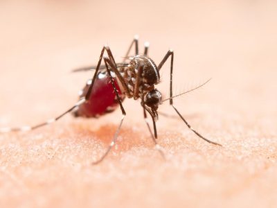 "Es un momento histórico": la OMS recomendó el uso masivo de la primera vacuna contra la malaria