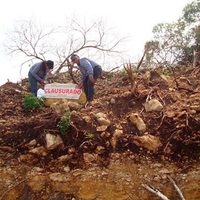 Multa Profepa con 4.9 mdp a constructora por daño forestal en Chiapas