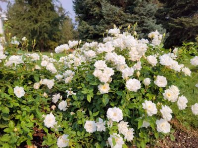La planta que da exquisitas flores blancas casi todo el año y que es perfecta para darle un toque romántico a tu jardín