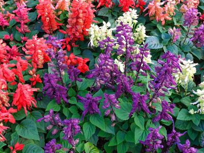 No solo en primavera: las plantas que dan sus más bellas flores en otoño y con la que podés darle vida y color a tu jardín