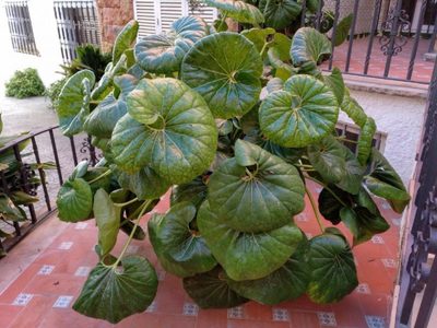 La planta favorita de las abuelas para decorar su jardín: hojas hermosas y pocos cuidados