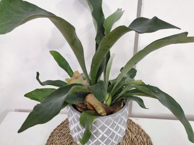 Plantas: así podés reproducir este tipo de Helecho que le dará un toque exótico y tropical a tu hogar