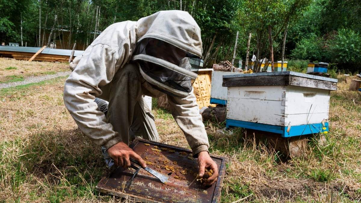 Aluminé vivirá este fin de semana el Encuentro Patagónico de Apicultores. Fuente: (Twitter)