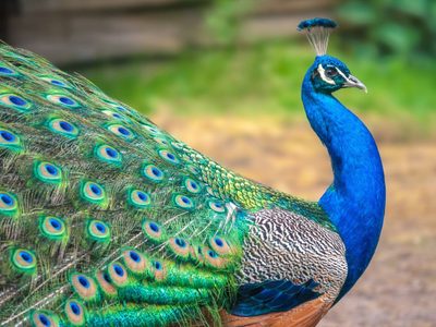 Curiosidades acerca de los pavos reales, los pájaros más elegantes y vistosos