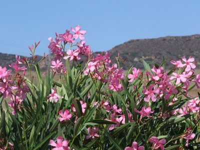 Bonita, pero peligrosa: la planta que tenés que sacar de tu jardín si querés evitar consecuencias