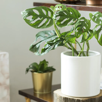 Las 3 plantas de la buena suerte: por qué debés tenerlas en casa para atraer más dinero