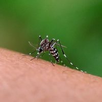 Basta de mosquitos: sin químicos, la fórmula que los ahuyenta de una vez y para siempre