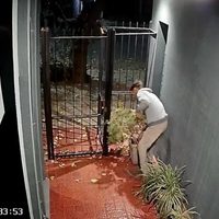 Video: vecinos en alerta por una ola de "roba macetas"