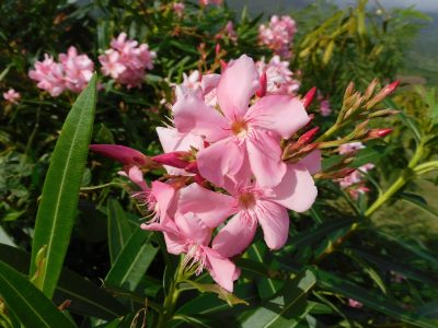 La hermosa planta para decorar los cercos de nuestro jardín, pero que esconde un peligroso secreto