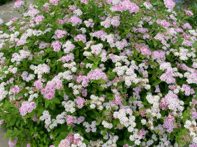 La flor de primavera que resiste las heladas y convierte tu jardín en un paraíso con muy pocos cuidados