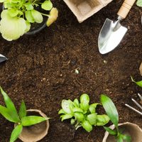 Xerojardinería: descubrí cómo construir espacios verdes más sostenibles