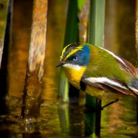 Curiosidades sobre el sietecolores: el ave con un canto particular que abandona su nido a los 15 días