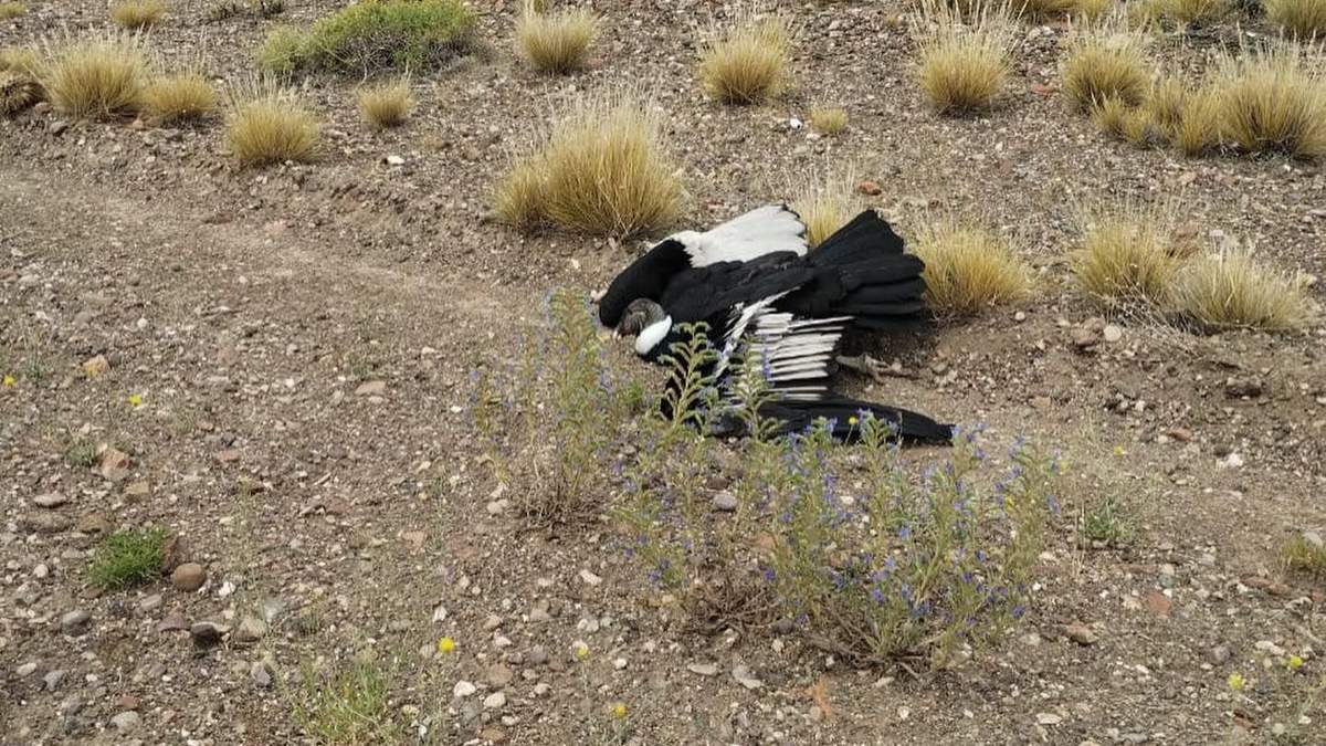 Cóndor que estaba herida cerca del Parque Nacional Laguna Blanca. Fuente: (Facebook).