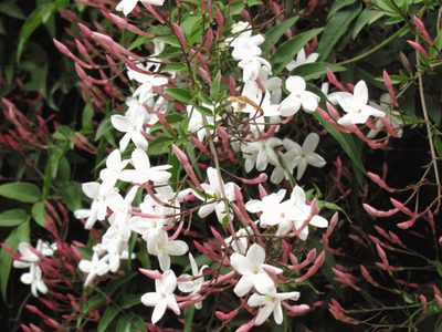 El Jazmín más buscado en primavera: crece rapidísimo y deja un exquisito perfume en tu casa o jardín
