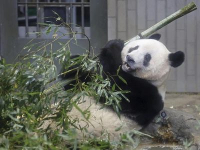 Japón se despide de su querida panda china Xiang Xiang