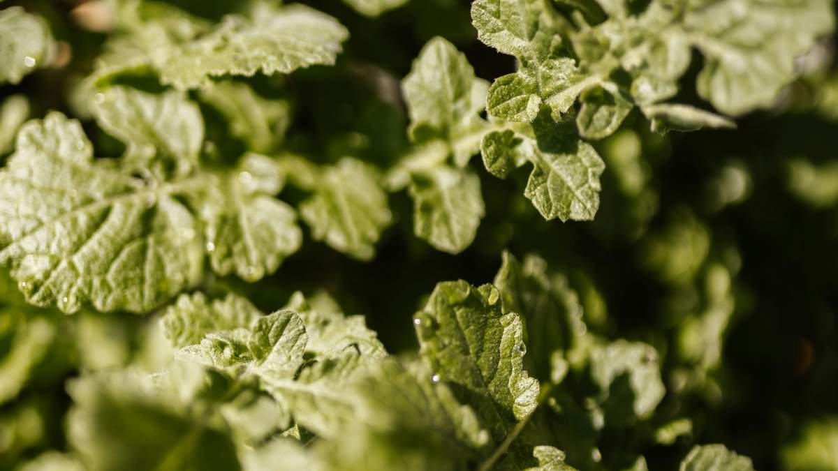Cultivar poleo es relativamente sencillo, lo que lo convierte en una excelente adición a tu huerta casera o jardín de aromáticas.