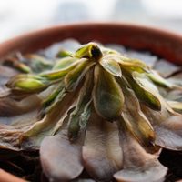 Cómo salvar tu planta suculenta podrida en 5 simples pasos