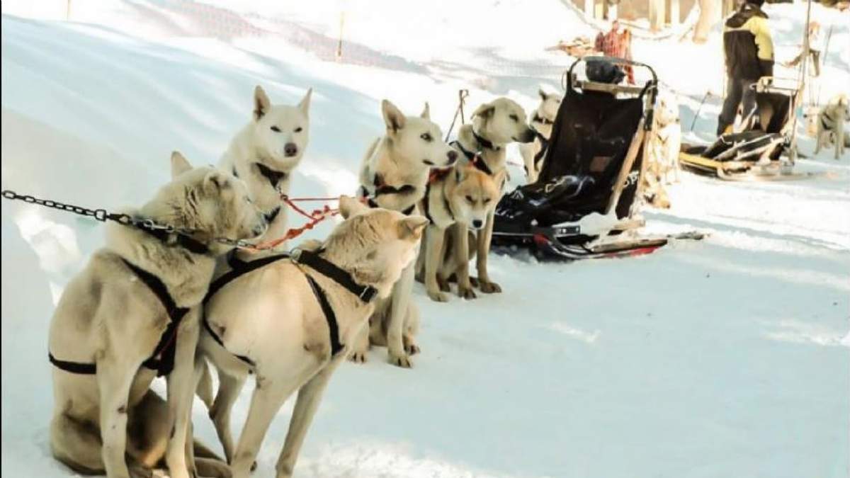 Denuncian explotación animal en el cerro Chapelco. Fuente: (Twitter)