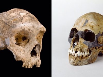 Hacer el amor y no la guerra pudo acabar con los neandertales