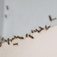 Con solo 3 ingredientes, la mezcla "mágica" para alejar a las hormigas de tu balcón o terraza