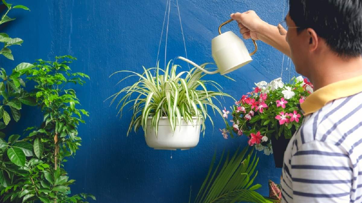 Plantas. Fuente: (Instagram)