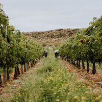 Cinco propuestas para conocer viñedos y bodegas de Neuquén