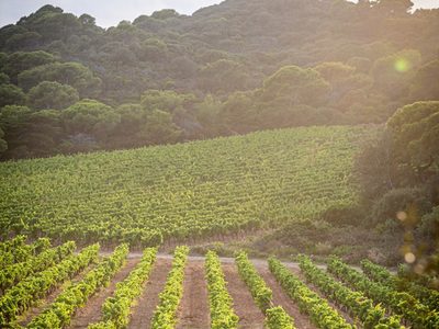 El mundo de la moda se diversifica: ahora Chanel lanza un vino