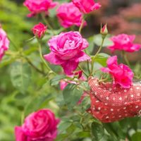 Poné flores rosadas en la entrada: el consejo de Feng Shui que conecta con el amor y la paz