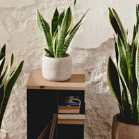 3 plantas de interior XL para espacios bien luminosos que van a ser protagonistas