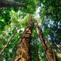 Histórico: Australia devolvió el bosque tropical más antiguo del mundo a las comunidades indígenas