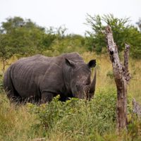 Vuelta a casa: los rinocerontes vuelven a Mozambique tras más de 40 años extintos en el país