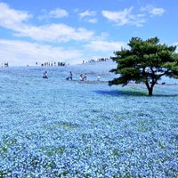 En las costas de Japón, el Parque Hitachi regala un jardín florido todo el año
