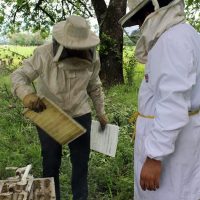 Crean un antibacteriano en base a propóleo que producen las abejas