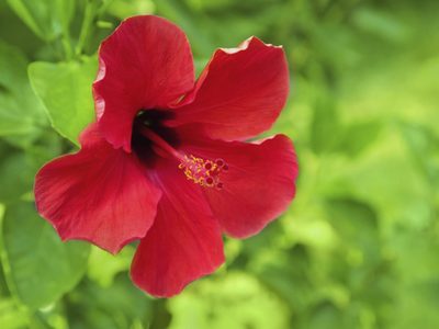 Hibiscus: cómo cuidar la planta de interior que florece casi todo el año y tiene muchas propiedades