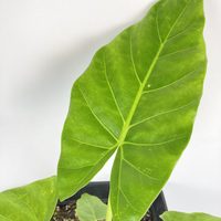 El secreto de los viveros: cómo hacer que tu planta Manto de Eva crezca gigante sin usar químicos