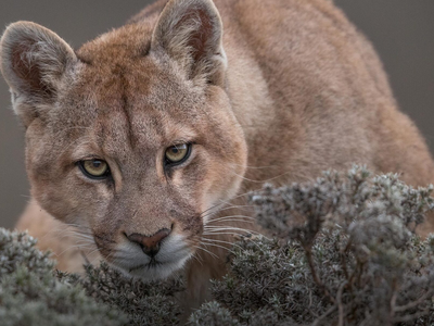 Un puma suelto mantiene en alerta a los vecinos de Mar Chiquita