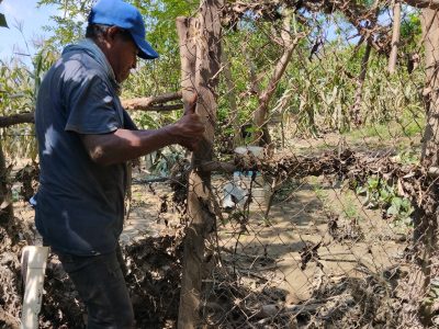 Cosechas de Cacahuatepec se perdieron tras el paso del huracán Otis