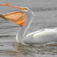 Curiosidades del pelícano, el pájaro que se destaca por sus dotes de pescador
