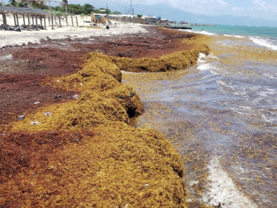 Contaminación y calentamiento disparan los sargazos en el Atlántico